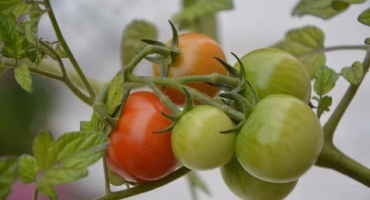 Jak si vybrat příznivý den pro výsadbu rajčat